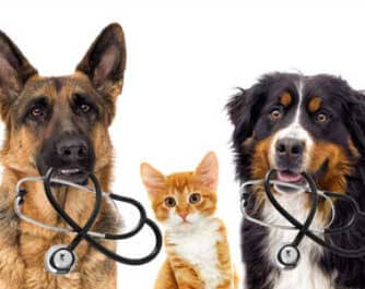 vétérinaire Clinique Vétérinaire: animal malade, blessé, mourrant Lafontaine Rockland